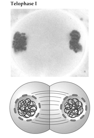 <ol><li><p>chromosomes reach opposite poles of the cell</p></li><li><p>nucleolus in each nucleus reappears</p></li><li><p>nuclear envelope reforms around each group of chromosomes at each pole, due to the fusion of nuclear membrane vesicles</p></li><li><p>the spindle fibres break down</p></li></ol><p></p>