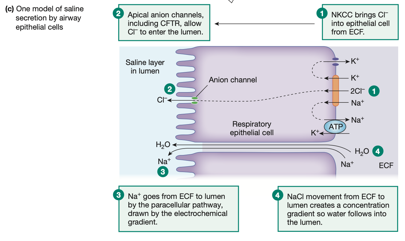<p>NKCC transporter = 1 Na+, 1 K+, 2 Cl- ions moved</p><p>CFTR transporter = Moves Cl- ions into the lumen/cilia side</p><p>Na+ ions move across the cells to balance out Cl- ion movement</p><p>Now NaCl (salt) formed to make saline as water follows the movement of ions </p><p></p><p>Ppl with <strong>cystic fibrosis</strong> = no CFTR transporter, no Cl- ion movement, no saline produced</p>