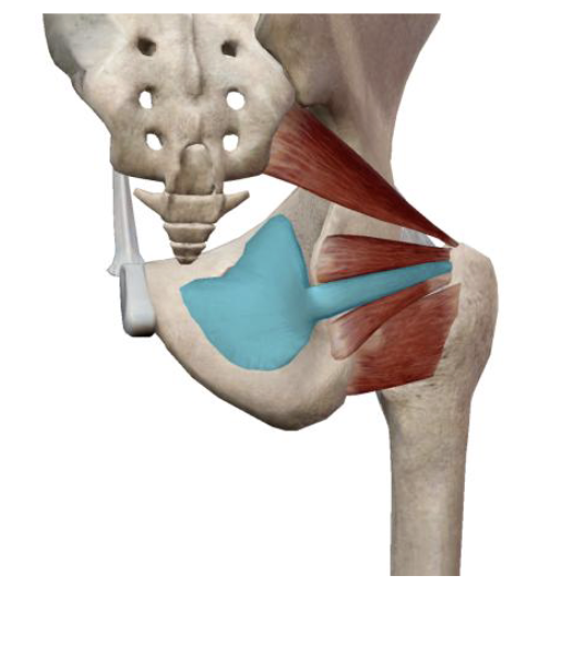 <p>which muscle and action is this</p>