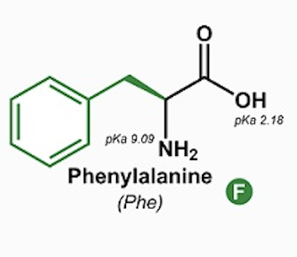<p>Phenylalanine (Phe, F)</p>