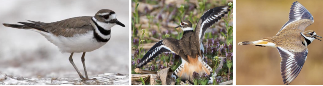 <ul><li><p><span style="background-color: transparent;"><strong>Habitat:</strong> open areas- sandbars, mudflats, grazed fields, towns- lawns, parking lots, golf course, generally veg in fields no taller than 1 in, found near water, also in dry areas</span><span>&nbsp;</span></p></li><li><p><span style="background-color: transparent;"><strong>Diet:</strong> primarily inverts- earthworms, snails, crayfish, grasshoppers, beetles, also seeds in ag areas opportunistic- will hunt frogs or eat dead minnows</span></p></li><li><p><span style="background-color: transparent;"><strong>Characteristics:</strong> robin sized, slender, lanky, brown back with buffy breast and underside, </span><span>2 black collar-like bands around neck, orange-buff rump, black headband stripe</span><span style="background-color: transparent;">, big round head, big red eyes, short black bill, long wings, long pointed tail, adults will pretend to have broken wing to lure preds away from nest</span></p></li></ul><p></p>