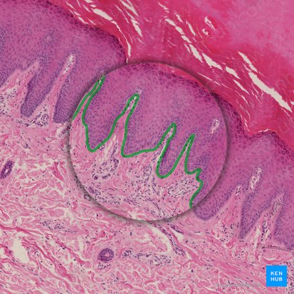 <p>a double-layered structure that is between the epithelium (above) and the connective tissue (below)</p>