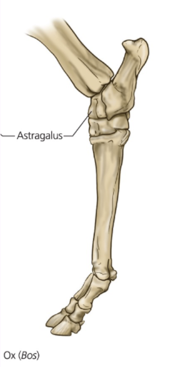 <p>Astralagus is the … bone</p>