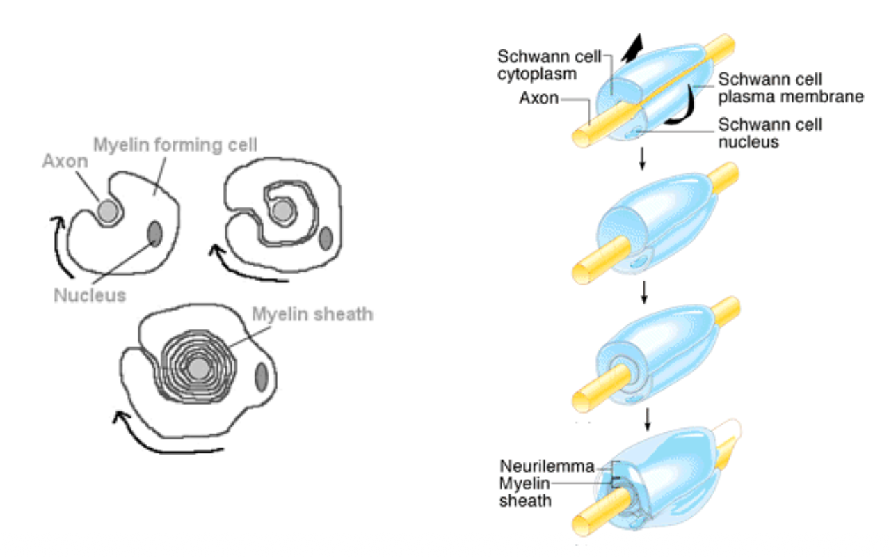 <p>Made up of Schwann cells that insulates axons &amp; speeds up the transmission of an action potential </p>