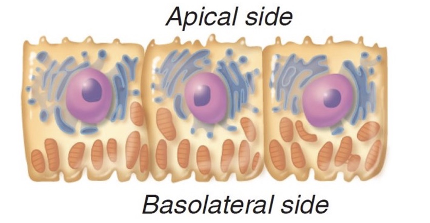 <p>Where are these cells located?</p>