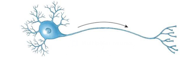 <p><span style="font-size: calc(var(--scale-factor)*18.02px);"><span> 2 or more dendrites and 1 axon. These are the most common types of neurons</span></span></p>