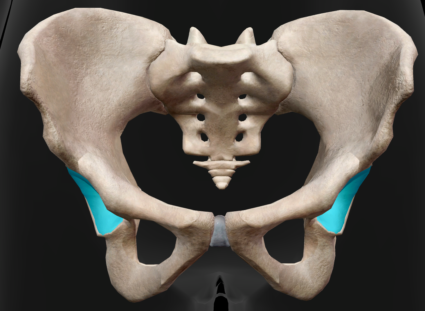 <p>What is the name of the socket highlighted in the image?</p>