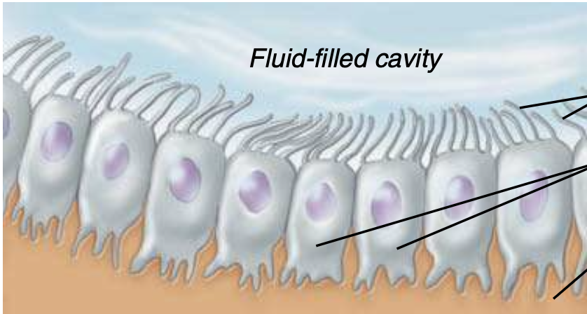 <p><span style="line-height: 22.0875px;">ID the cell type, location of cell type, function&nbsp;</span></p>