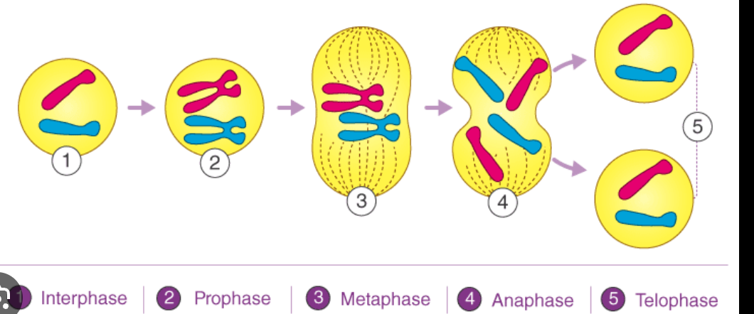 <p>Chromosomes become distinct in diploid cell</p>