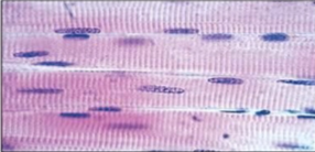 <p>what tissue is this</p>