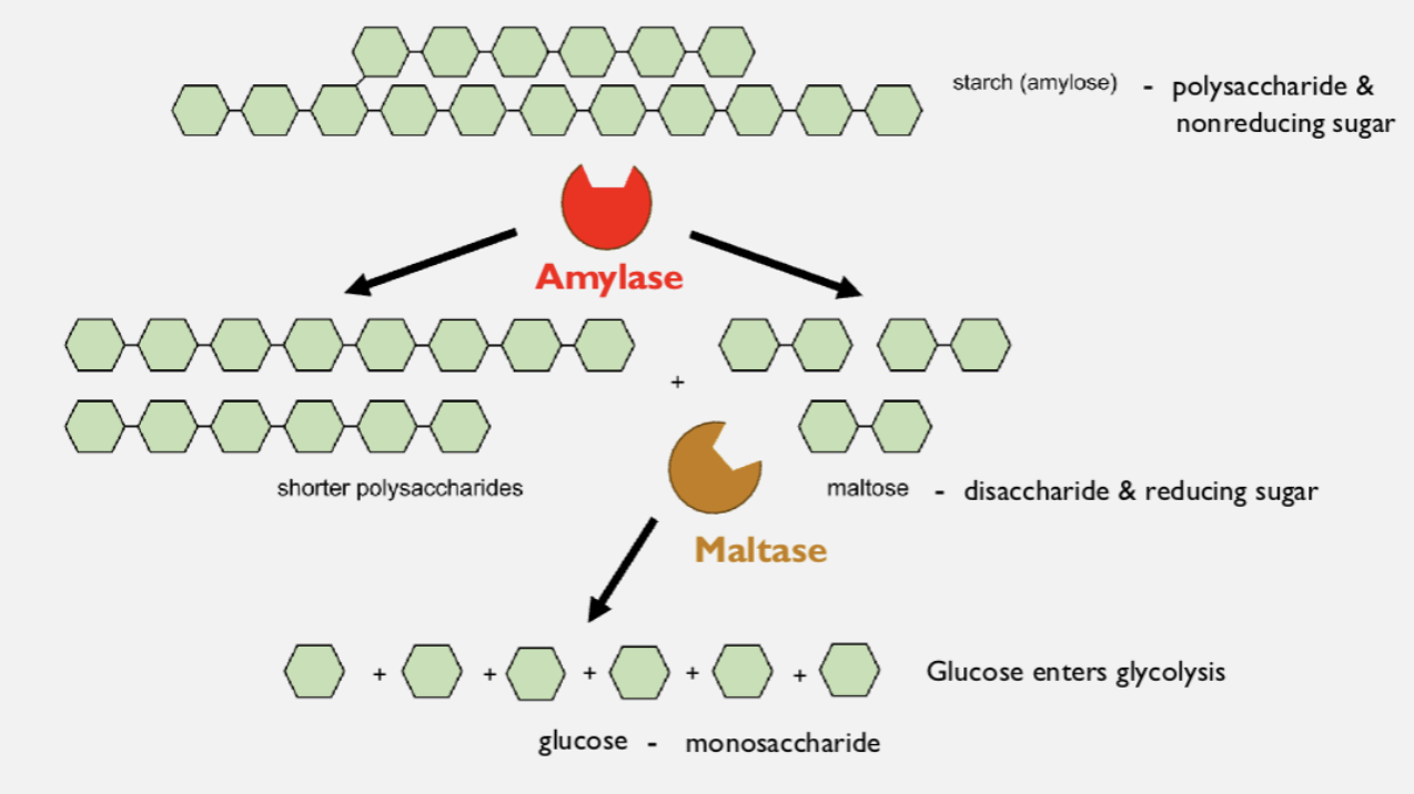 <p>Carbohydrate digestion (polysaccharides to monosaccharides)</p>