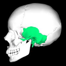 <p>Located at the sides and base of the skull, just below the parietal bones.</p>