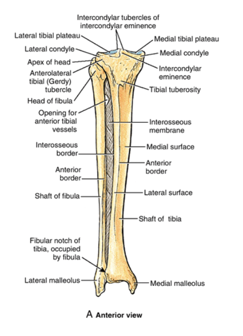 <ol><li><p>medial tibial condyles: for articulation with the femur at the knee joint</p></li><li><p>lateral tibial condyles: for articulation with the femur at the knee joint</p></li><li><p>intercondylar eminence (4 tibial spines): for attachemnt of both ends of both the medial and lateral menisci</p></li><li><p>tibial tuberosity: for attachment of the patellar tendon</p></li><li><p>head of the fibula: for the attachment of the LCL and insertion tendon of biceps femoris</p></li><li><p>gerdy’s tubercle: for insertion of iliotibial band</p></li><li><p>medial malleolus: on tibia. mostly for attachment of the MCL of the ankle</p></li><li><p>lateral malleolus: on fibula. mostly for attachment of th LCL of the ankle</p></li></ol><p></p>