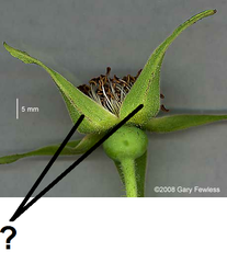 <p>A leaflike structure that encloses the bud of a flower</p>