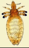 <p>what is it (scientific - cattle)</p>