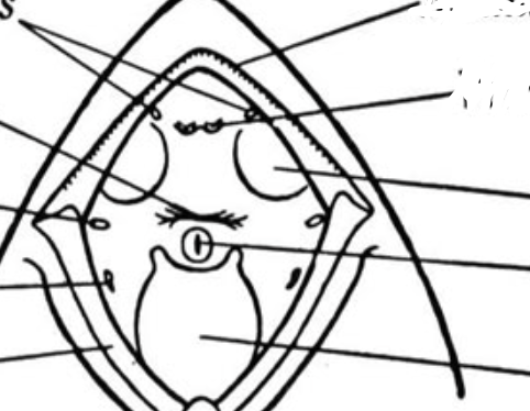 <p>second line on right</p>