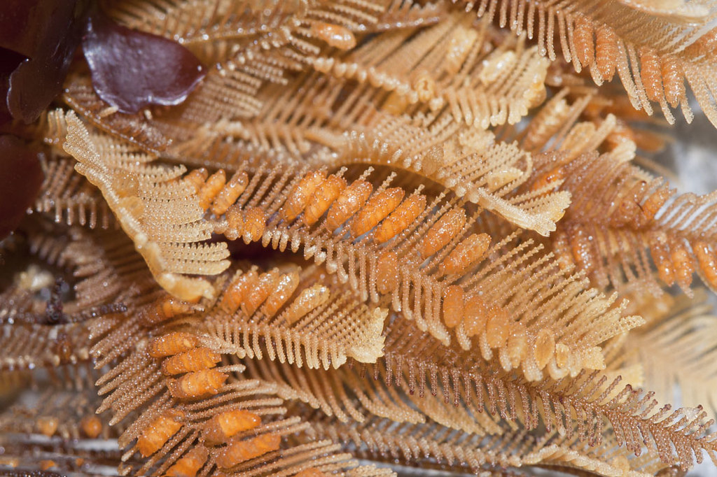 <p>Ostrich-plume Hydroid</p>