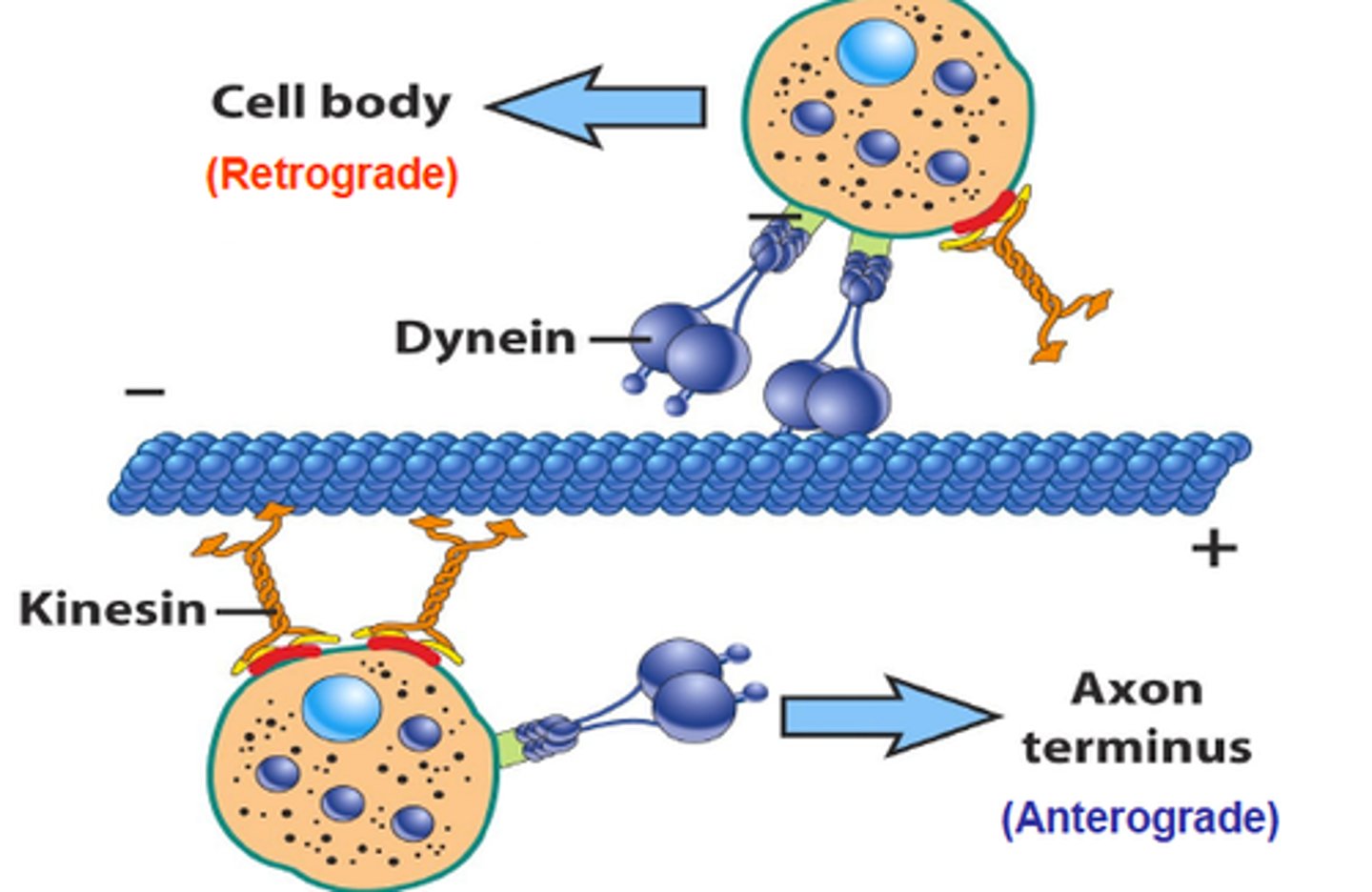 <p>Kinesin walks microtubule "tracks" to deliver cellular cargo (e.g. chromosomes during mitosis, vesicles), generally in an</p><p>antegrade direction (center to periphery).</p>