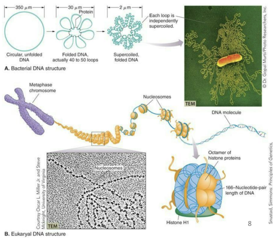 <ul><li><p>Structure of DNA is conserved across the three domains but the way its packaged is not.</p><ul><li><p><strong>Bacteria</strong>: Single circular chromosome, supercoiled</p></li><li><p><strong>Archaea</strong>: Single circular chromosome packaged around histones</p></li><li><p><strong>Eukarya</strong>: Multiple linear chromosomes packaged around histones. The wrapping of dsDNA around histones helps compact the very large chromosome structures of eukaryotic cells. </p></li></ul></li></ul><p></p>