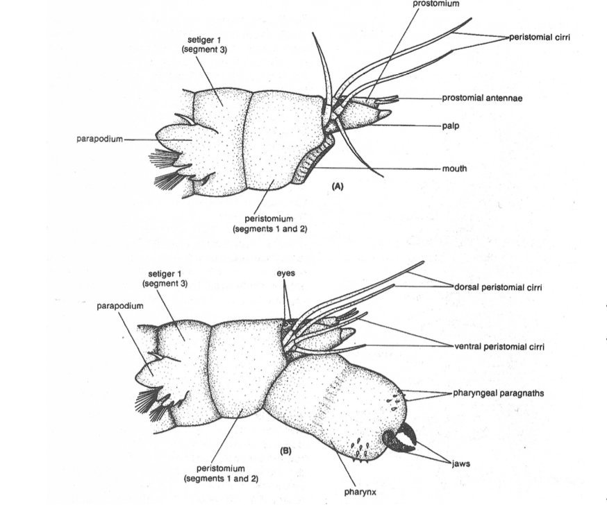 <p><span data-name="brain" data-type="emoji">🧠</span> Head</p><ul><li><p><strong>Prostomium</strong></p><ul><li><p>Has: eyes, antennae, palps</p></li><li><p>Function: <strong>sensory (light + chemicals)</strong></p></li></ul></li><li><p><strong>Peristomium</strong></p><ul><li><p>Has: tentacular cirri</p></li><li><p>Function: <strong>sensory + feeding coordination</strong></p></li></ul></li></ul><p></p>