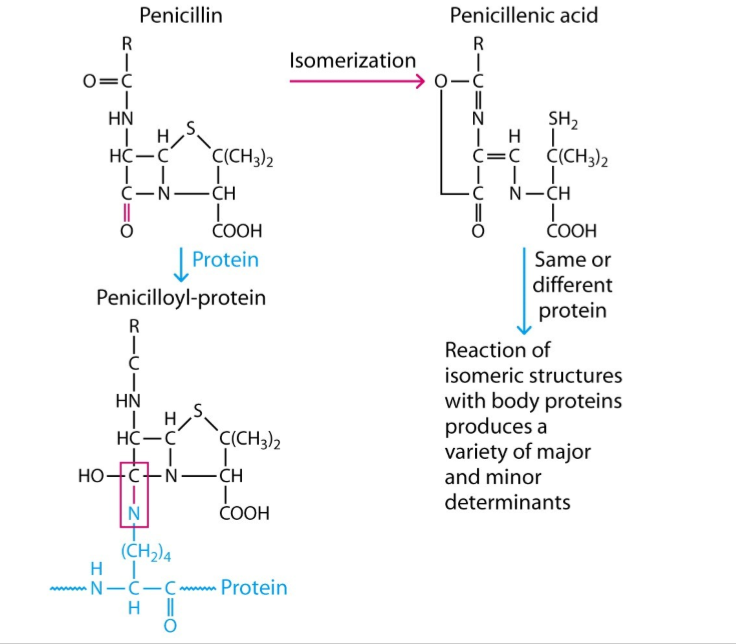 <p>= vb hapteen-carrier effect</p><ol><li><p>penicilline (hapteen) maakt verbinding met lysines op lichaamseigen eiwitten (carrier) → ontstaan vreemde structuur (hapteen-carrier complex)</p></li><li><p>maken antistoffen tegen ‘nieuwe vreemde structuur’</p></li><li><p>→ immuunreactie tegen penicilline (allergie) (steeds meer bij nieuwe inname/blootstelling aan penicilline)</p></li></ol><p></p>