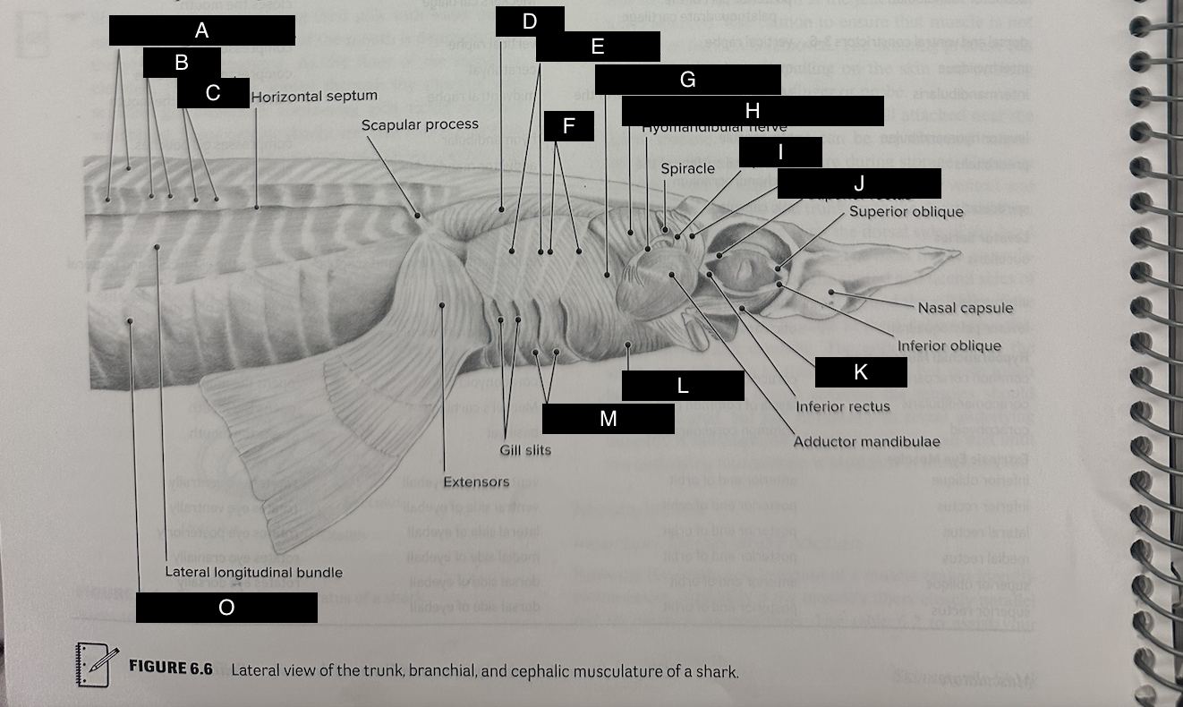 <p>Levator Palatoquadrati</p><p>Function: raises the upper jaw</p><p>Origin: otic capsule</p>