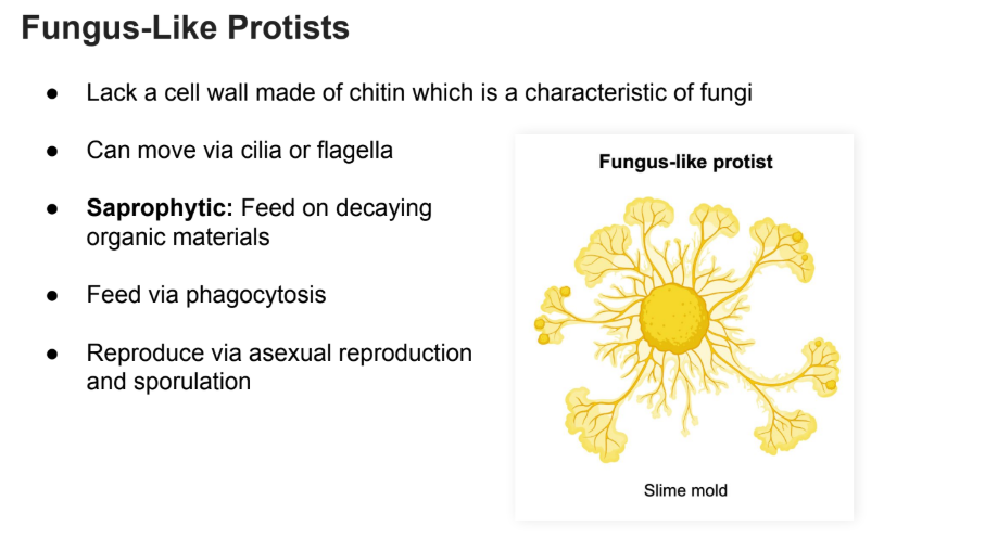 <ul><li><p>Lack a cell wall made of chitin which is a characteristic of fungi</p></li><li><p>Can move via cilia or flagella</p></li><li><p><strong>Saprophytic</strong>: Feed on decaying organic materials</p></li><li><p>Feed via phagocytosis</p></li><li><p>Reproduce via asexual reproduction and sporulation</p></li></ul><p></p>