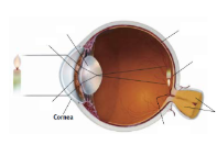 <p>Cornea </p>