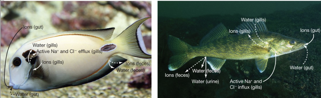 <ul><li><p>water follows osmotic gradient</p><ul><li><p>when ions are pumped into a cell, water follows and causes the cell to swell</p></li><li><p>pumping ions out causes water to follow and shrink the cell</p></li></ul></li><li><p>maintain concentrations to regulate water movement</p></li><li><p>when ions come in from the environment/food and the cell swells with water, the cell responds by pumping ions out and preventing the swelling</p></li></ul><p></p>