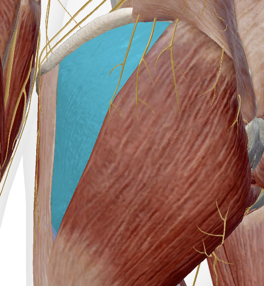 <p>Innervation</p>