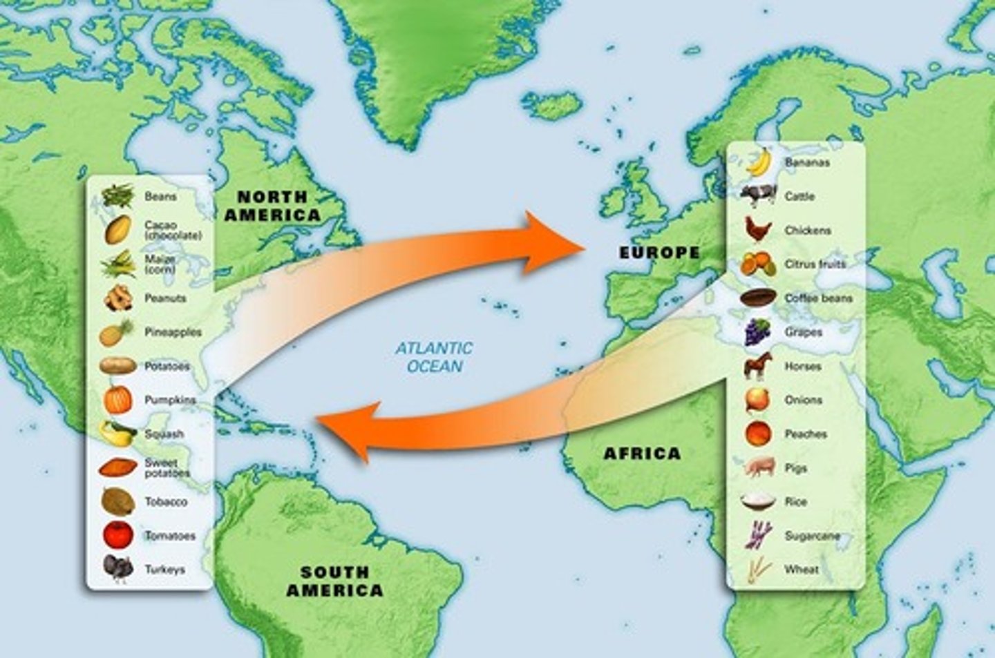 <p>The transatlantic flow of plants, animals, diseases, and technologies between the Americas and the rest of the world following Columbus's voyages.</p>