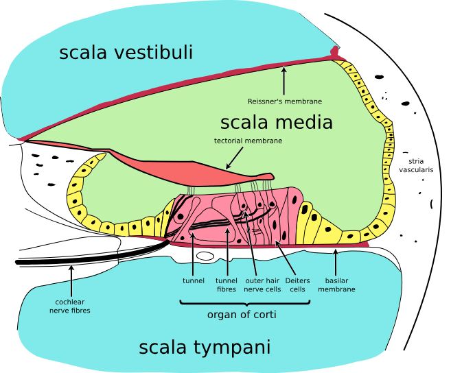 <ul><li><p>Cochlea</p><ul><li><p>spiral-shaped structure</p></li><li><p>contains 3 parallel fluid filled chambers (scala vestibuli, scala media, scala tympani)</p></li><li><p>Basilar Membrane: auditory receptors sit on top of here in the organ of corti</p></li><li><p>Perilymph: fluid in scala vestibuli and scala tympani</p></li><li><p>Endolymph: fluid in scala media</p></li></ul></li></ul><p></p>