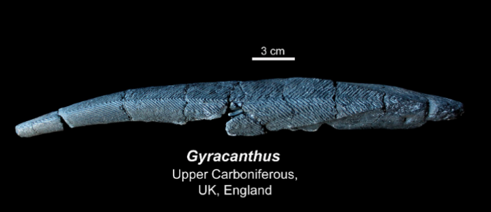 <ul><li><p>upper carboniferous </p></li><li><p>UK, England </p></li></ul><p></p>