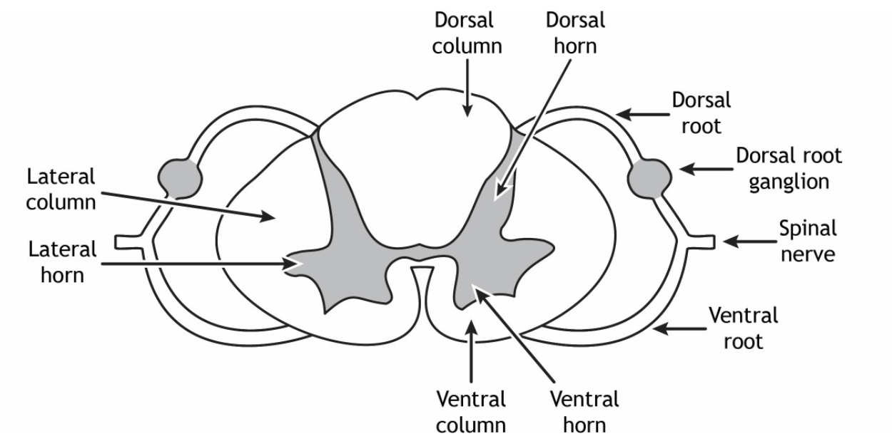 <ol><li><p>Gray Matter</p></li><li><p>White Matter</p></li><li><p>Central Canal</p></li><li><p>Spinal Roots + Nerves </p></li></ol><p></p>
