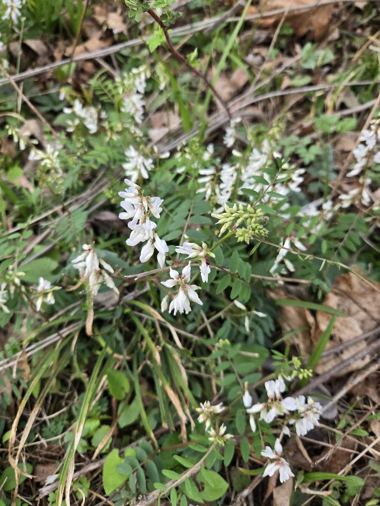 <p><strong>(<em>Vicia caroliniana</em>)</strong> – Climbing vine with pea-like white to pale flowers. Woodland edges. <strong>Autotroph + nitrogen-fixer.</strong><br><strong>Uses:</strong> Wildlife forage; minor edible potential (like other vetches, use caution).</p>