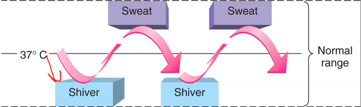 <p>Example: Set point of temp is 37 deg C or 98.6 deg F</p><p>1) <strong>ThermoRECEPTORS</strong> detect when the temperature goes down from set point.</p><p></p><p>2) The integrating center realizes “hey the temperature is not at the set point”</p><p></p><p>3) The body temperature is decreasing so the integration center will find an effector that elevates body temperature.</p><ul><li><p>The integration center will activate skeletal muscle (contractions/shivering) will bring release heat and causes temperature to go back to set point, homeostasis achieved.</p></li></ul><p></p><p>This is a negative feedback because the action of the effector caused the deviation to go back to set point.</p>