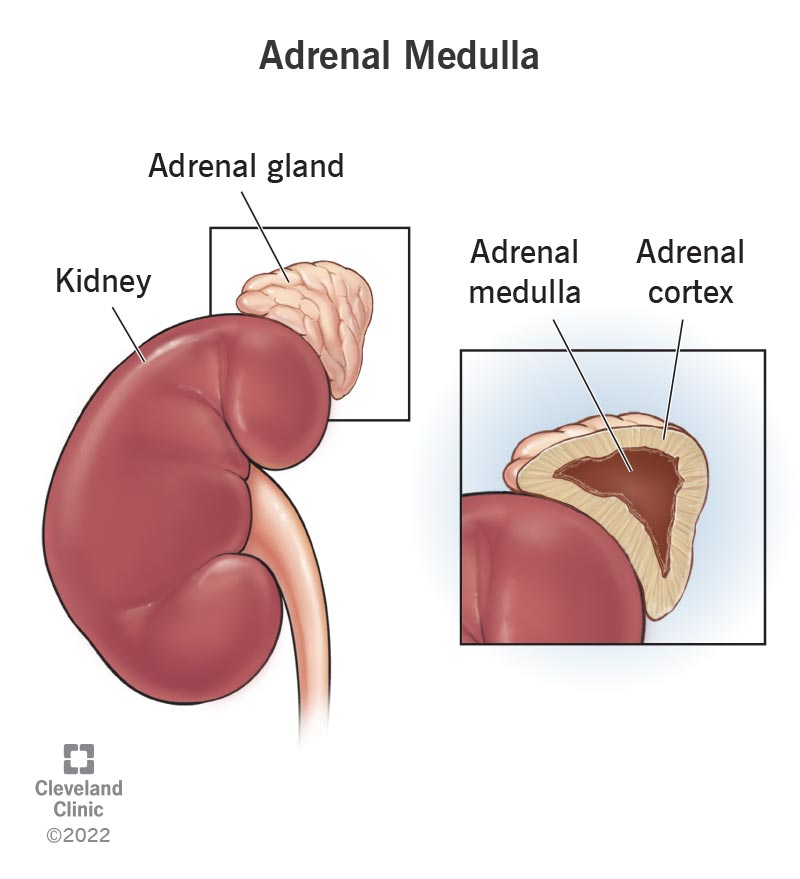 <p>adrenal medulla</p>