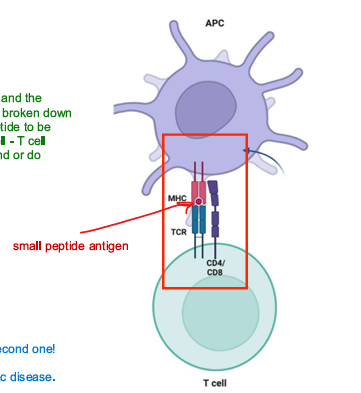 <p>peptide; T; response</p>