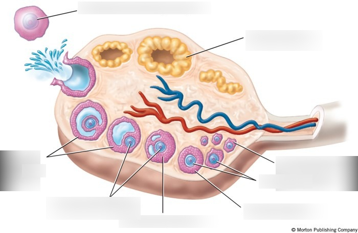 <p>bottom left follicles</p>