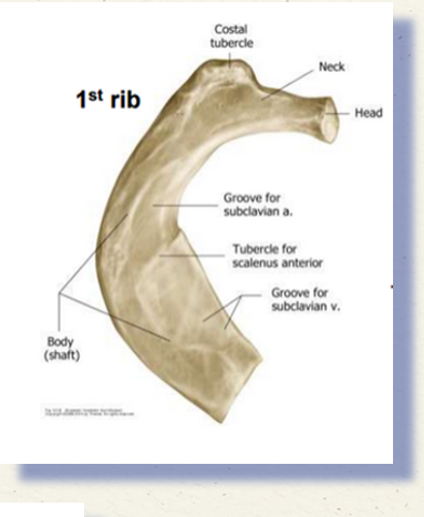 <ul><li><p><span>Only 1 articular facet</span></p></li><li><p><span>Groove for subclavian artery</span></p></li><li><p><span>Groove for subclavian vein</span></p></li><li><p><span>Attachment of subclavius muscle</span></p></li><li><p><span>Scalene tubercle</span></p></li></ul><p></p>