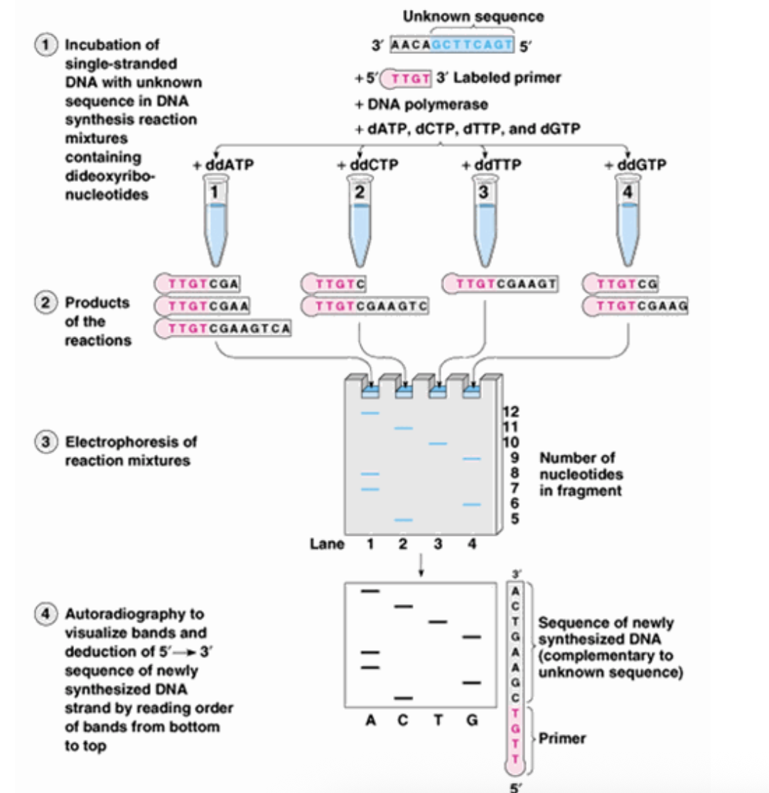 <ul><li><p>Each reaction vessel only has ONE of the 4 possible ddNTPs</p></li><li><p>the strands of different lengths will be separated using gel electrophoresis onto 4 lanes, one for each ddNTP reaction</p></li></ul><p></p>
