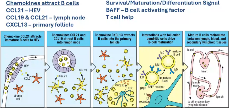 <p><strong>pt 2: in order for B cells to [1] and survive, they must enter [2] [3] tissue</strong></p><p><strong>this is the how:</strong></p><p>[4] attract B cells with signals so that the B cells know where to go</p><ul><li><p>propagation of [4] creates a chemical gradient that promotes [5], a process that makes a cell move down a gradient</p></li><li><p>[6] (the bouncers that let <u>of-age</u> ppl into party): secreted by [7] cells within lymph node</p><ul><li><p>B cells follow the [6] gradient to enter the [8] [8] [8]</p></li></ul></li><li><p>[9] &amp; [6]: attracts B cells into the lymph node’s [11] cell area</p></li><li><p>[12]: secreted by [13] [14] cells (which are not actually [14] cells, but a [7] cell type) to attract B cells into the B cell area (the [10] [10])</p><ul><li><p>[13] [14] cells help to show more Ag to B cells and give it signals</p></li></ul></li></ul><p>signals sent to the B cell to survive/[1]/differentiate:</p><ul><li><p>B cell [15] [15] (BAFF): helps keep cell alive</p></li><li><p>[11] cell help</p></li></ul><p>[1] B cells recirculate between the lymph, blood, and [2] [3] tissues</p><p></p>