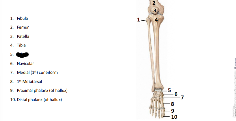 <p>What bone landmark is this within the <strong>Lower-Appendicular Skeleton? (Leg - Foot)</strong></p>