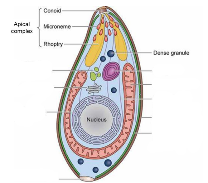 <p>a) see image </p><p>b) Egress, attachment, entry, modification, downregulating immune responses</p>