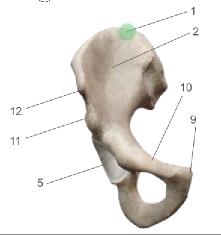 term image