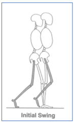 <p>63-75%</p><ul><li><p>Foot lifts and clears the floor; the limb advances</p></li></ul><p></p>