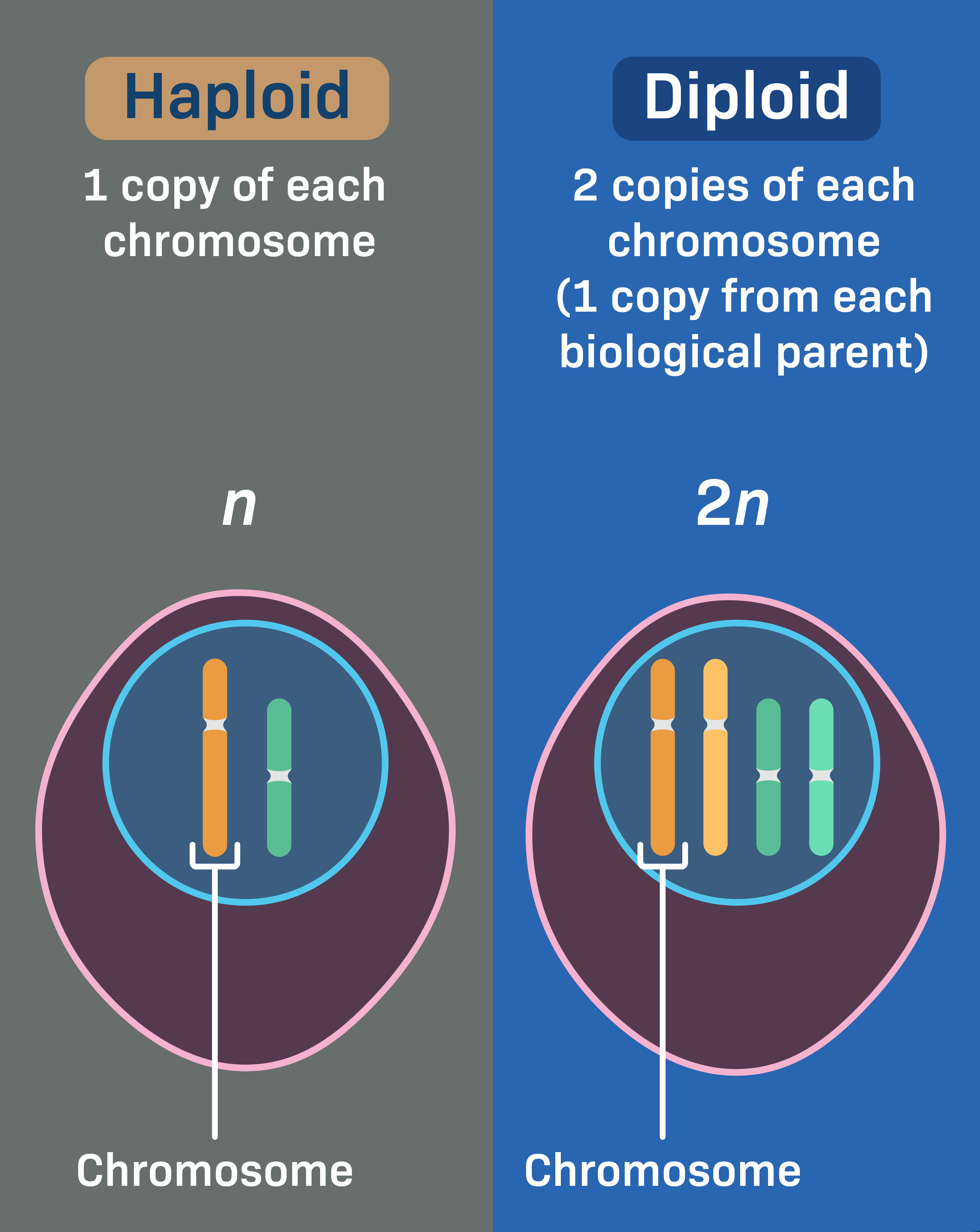 <p>Two sets of 23 chromosone cells so 46</p>