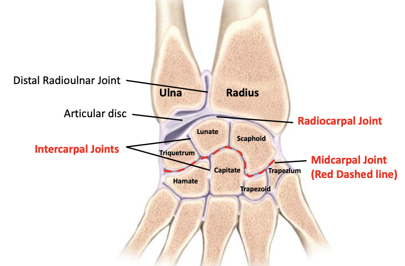 <p>Radiocarpal, intercarpal, midcarpal</p>