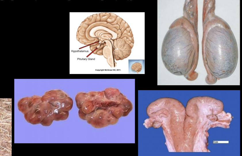 <ul><li><p>hypothalamus</p></li><li><p>pituitary</p></li><li><p>gonads</p></li><li><p>uterus</p></li><li><p>placenta</p></li></ul><p></p>