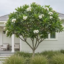 <p>Native to the Caribbean and Central America but widely cultivated in the Philippines; conservation status: not endangered. Most easily identified by its thick, succulent branches and clusters of fragrant white flowers with rounded petals and a yellow center, commonly associated with temple gardens, cemeteries, and tropical ornamental landscapes.</p><p>A small deciduous to semi-deciduous tree typically growing 3–8 meters tall with a spreading, open crown about 3–6 meters wide. Trunk is relatively short, 0.2–0.5 meters in diameter, with smooth gray bark and fleshy, succulent branches that may exude milky sap when cut. It develops a shallow, spreading root system. Branching is irregular and begins low, forming a sculptural, open canopy. Leaves are simple, clustered at branch tips, oblong to obovate (15–30 cm long), thick and leathery with smooth margins and prominent pinnate venation. Flowers are white with a yellow center, 5–8 cm wide, highly fragrant, and borne in terminal clusters. Fruits are paired narrow follicles containing winged seeds dispersed by wind.</p><p>Widely used as an ornamental accent, cemetery tree, and landscape feature in tropical gardens due to its fragrance and sculptural form. The sap is mildly toxic and may cause skin irritation in some individuals, and plant parts are not edible. In landscape applications, it is best suited for courtyards, meditative gardens, resorts, and low-maintenance landscapes where its form and fragrance can be appreciated; it should be spaced away from high-traffic areas due to falling flowers, sticky sap, and brittle branches.</p>